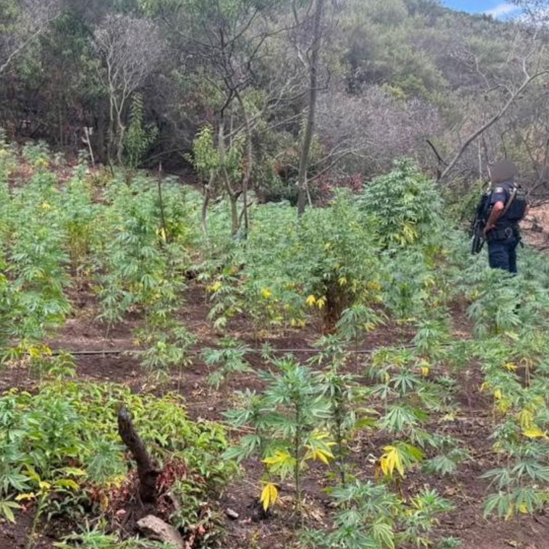 Localizan Plantío con Más de 16 Mil Plantas de Marihuana en Tijuana tras Denuncia Ciudadana